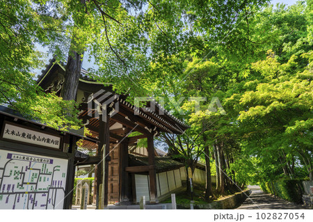 初夏の東福寺 新緑の青もみじと日下門 京都府京都市 初夏の東福寺 新緑の青もみじと日下門 京都府京都市 102827054