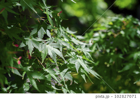 初夏の勝林寺　境内の青もみじ　京都府京都市 102827071