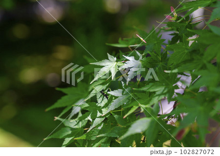 初夏の勝林寺 境内の青もみじ 京都府京都市 初夏の勝林寺 境内の青もみじ 京都府京都市 102827072