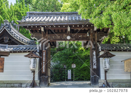 初夏の青蓮院門跡 門と楠 京都府京都市 初夏の青蓮院門跡 門と楠 京都府京都市 102827078