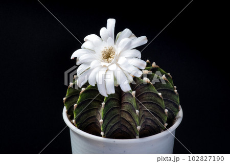 Beautiful natural cactus flower in full bloom in a macro shot against a dark blackground. 102827190