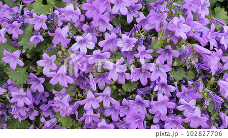 Campanula bell flowers or Bluebell flowers Campanula bell flowers or Bluebell flowers 102827706