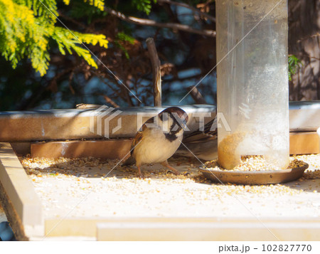 体を斜めにしたスズメ 102827770