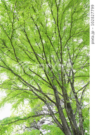 新緑のカツラの大木 新緑のカツラの大木 102827799