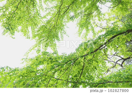 カツラの新緑 【白背景】 【空背景】 カツラの新緑 【白背景】 【空背景】 102827800