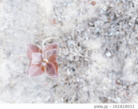 宮島に生える海浜植物 宮島に生える海浜植物 102828031