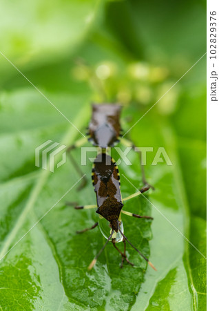 全身水滴に覆われながら交尾するキバラヘリカメムシ 102829376