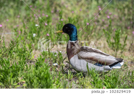 賀茂川のマガモ（オス） 102829419