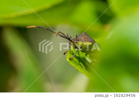 キバラヘリカメムシ 102829456