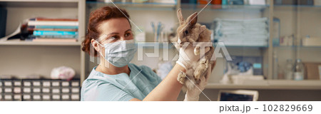 Lady veterinarian with surgical mask holds cute rabbit at examining in hospital Lady veterinarian with surgical mask holds cute rabbit at examining in hospital 102829669