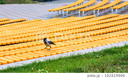 A lone gray city crow sits on the benches of a summer concert venue A lone gray city crow sits on the benches of a summer concert venue 102829906