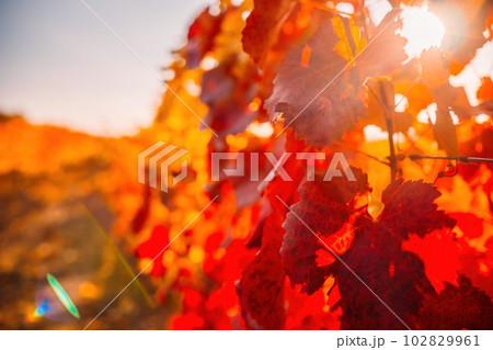Bright autumn red orange yellow grapevine leaves at vineyard in warm sunset sunlight. Beautiful clusters of ripening grapes. Winemaking and organic fruit gardening. Close up. Selective focus. Bright autumn red orange yellow grapevine leaves at vineyard in warm sunset sunlight. Beautiful clusters of ripening grapes. Winemaking and organic fruit gardening. Close up. Selective focus. 102829961