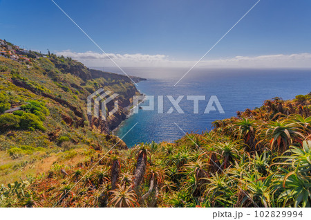 Cactus growing in a sunny landscape of Madeira island Cactus growing in a sunny landscape of Madeira island 102829994