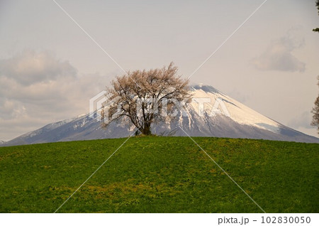 三角山の一本桜 三角山の一本桜 102830050