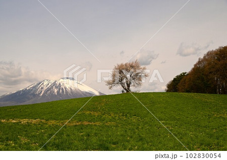 三角山の一本桜 三角山の一本桜 102830054