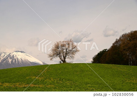 三角山の一本桜 三角山の一本桜 102830056