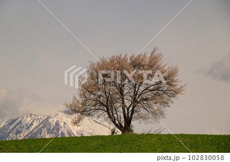 三角山の一本桜 三角山の一本桜 102830058
