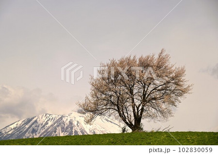 三角山の一本桜 三角山の一本桜 102830059