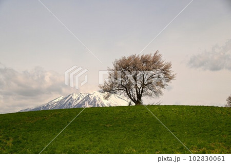 三角山の一本桜 三角山の一本桜 102830061