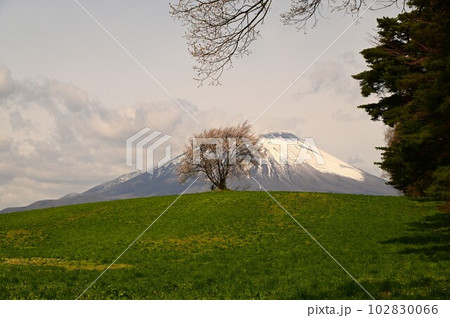 三角山の一本桜 三角山の一本桜 102830066
