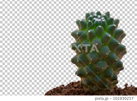 Green cactus in a pot with soil on a transparent background. White spots on cactus. Macrophotograph. Photo in high quality. 102830257