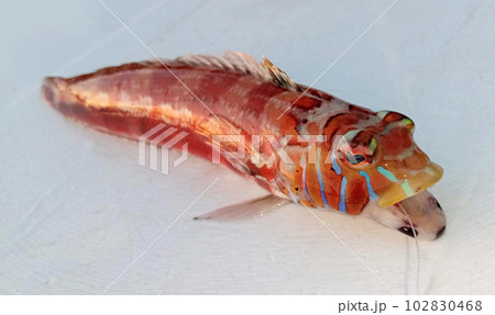 釣れたばかりのトラギス 釣れたばかりのトラギス 102830468