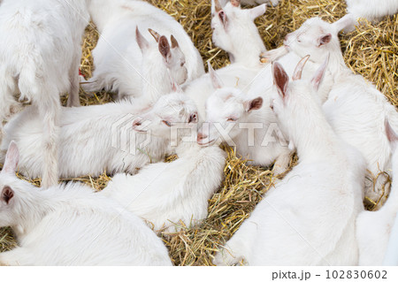 Domestic goats in the farm 102830602
