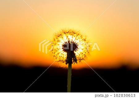 Dandelions in meadow at red sunset 102830613