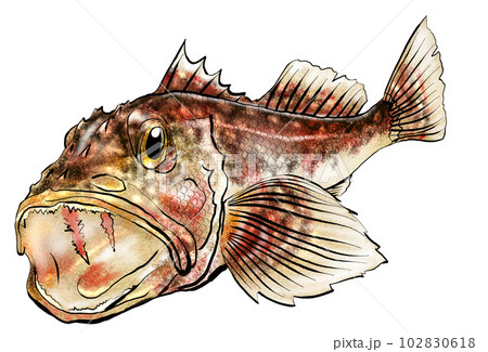 水彩風魚イラストカサゴ 水彩風魚イラストカサゴ 102830618