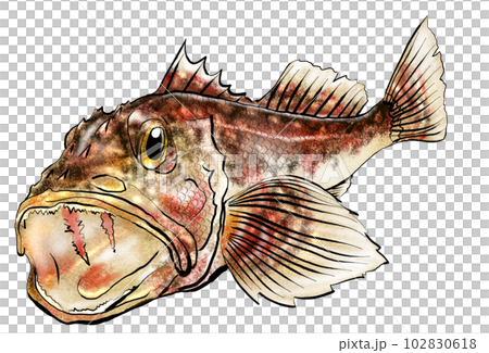 水彩風魚イラストカサゴ 水彩風魚イラストカサゴ 102830618