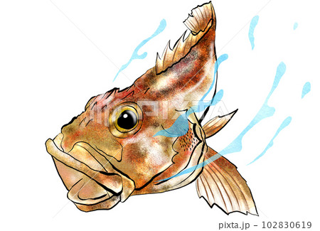 カサゴの水彩風イラスト 102830619