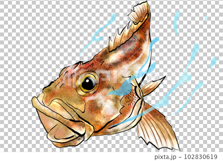 蝎子魚水彩風格插圖 102830619