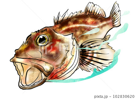 お魚イラストカサゴ お魚イラストカサゴ 102830620