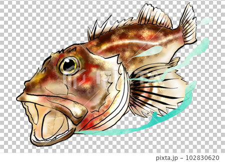 魚圖石斑魚 魚圖石斑魚 102830620