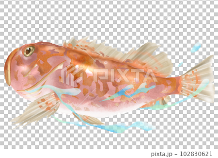 蝎子魚的插圖 蝎子魚的插圖 102830621
