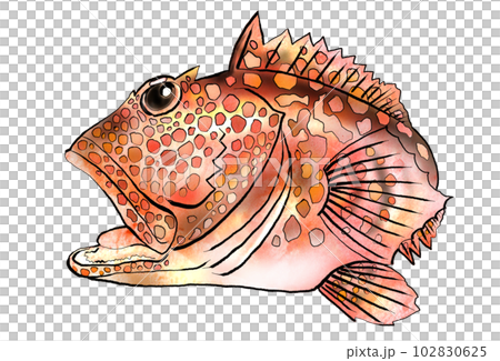 五顏六色的魚蝎子圖 102830625
