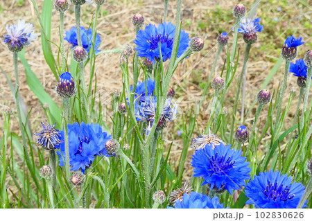 矢車草の花 矢車草の花 102830626