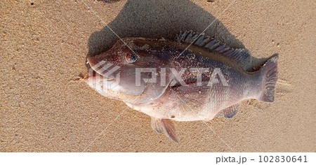 浜に横たわる砂まみれコブダイ 102830641