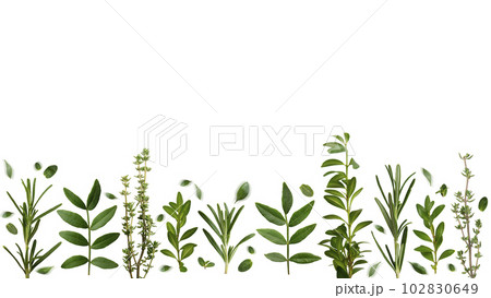 Herbal background of thyme rosemary and other leaves on white background flat lay Herbal background of thyme rosemary and other leaves on white background flat lay 102830649