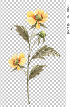 Yellow flower, watercolor illustration for cards, design and invitations. 102830680