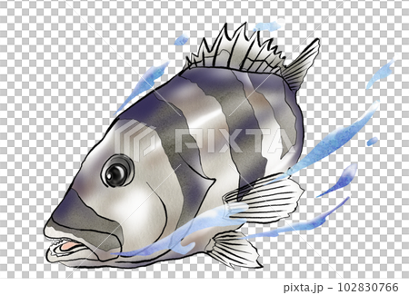 水彩風格的鸚鵡魚插圖 水彩風格的鸚鵡魚插圖 102830766
