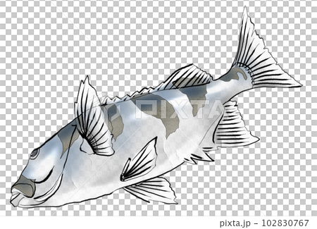 Illustration of parrotfish 102830767