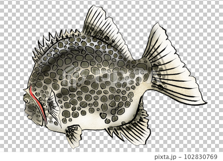 Illustration of watercolor style stone crab 102830769