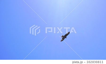 青空に太陽光と鳶 ワイド 青空に太陽光と鳶 ワイド 102830811