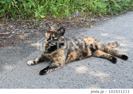 道端で横になるさび猫 102831211