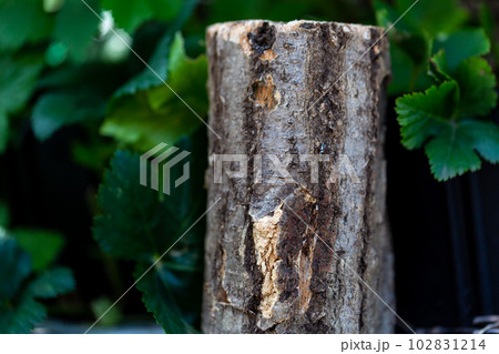 国産　カブトムシの止まり木 102831214