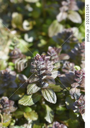 Bugle Atropurpurea Bugle Atropurpurea 102831304