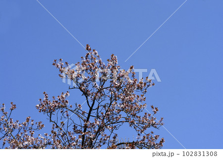 Purple-leaved Plum 102831308