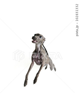 Portrait with playful dog Italian greyhound posing and raising paws isolated over white studio background. Funny puppy running in motion Portrait with playful dog Italian greyhound posing and raising paws isolated over white studio background. Funny puppy running in motion 102831332