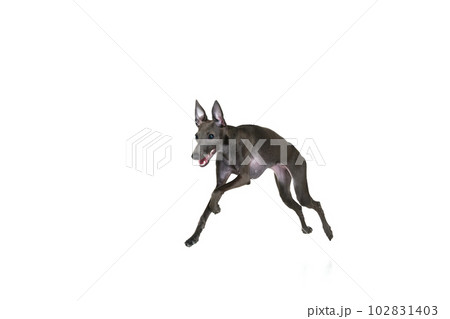 Portrait with playful dog Italian greyhound running, playing isolated over white color studio background. Jump in motion. Concept of care, animal life 102831403